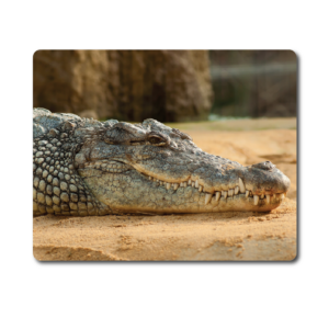 8" x 10" Gloss White Indoor Metal