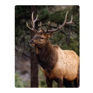 11" x 14" Gloss White Indoor Metal