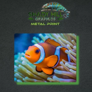 Clownfish