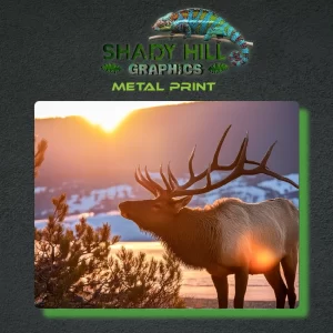 Elk