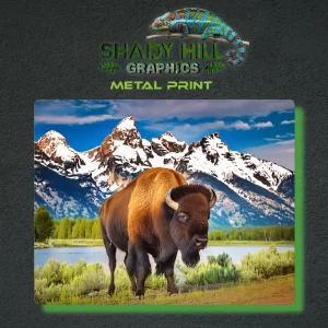 Grand Teton Bison