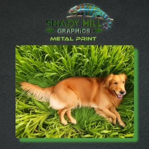 Grassy Retriever