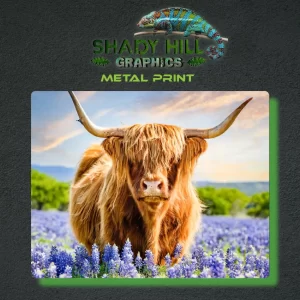 Highland Cow Bluebonnets