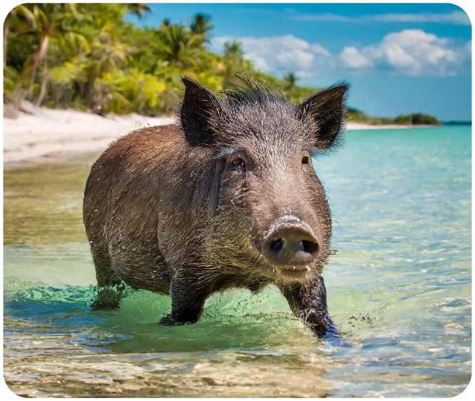 Hog Vacation – Shady Hill Graphics