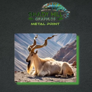 Markhor Mountain Goat