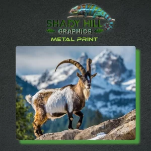 Mountain Ibex Goat