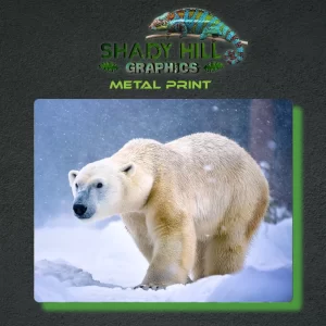 Polar Bear