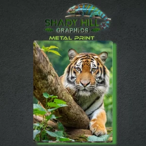Sumatran Tiger 2
